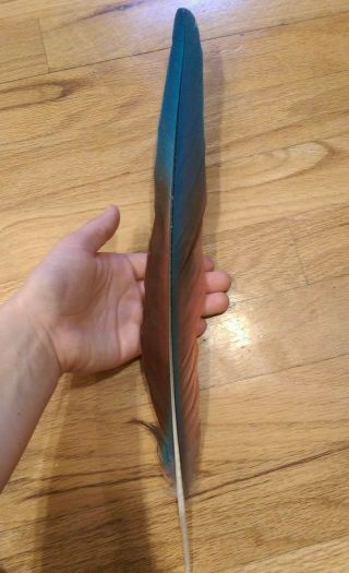 Rare Hybrid Macaw Tail Feather 16 1/2 " Long Color See Pictures