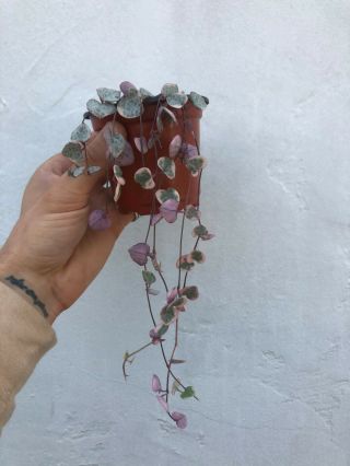 Variegated String Of Hearts 4 " Rooted/ Ceropegia Woodii Variegata/ Rare