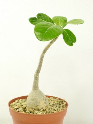 Adenium Dhofarense - Oman - Import - Caudex - Rare - Succulent