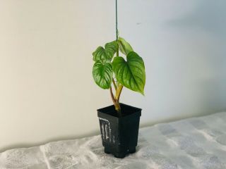 Philodendron Mamei Young Plant Rare Exotic Plant
