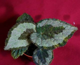 Begonia Species Dr Peng Rare Terrarium Plant 2 " Pot