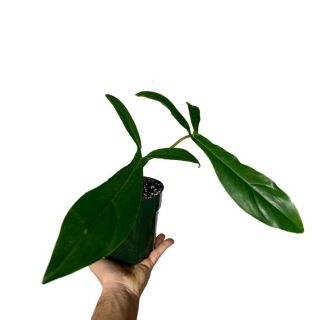 Aroid Lovers: The Mysterious And Rare Philodendron 69686 (yes - Actual Name)
