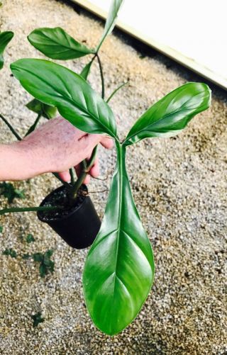 AROID LOVERS: The Mysterious and Rare Philodendron 69686 (yes - actual name) 2