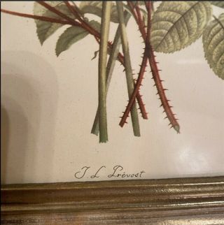 J.  L.  Prevost Vintage Framed Botanical Print 3