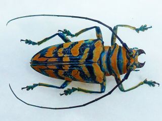 Sternotomis Mathildae Female Huge Rare Color Cerambycidae Cameroon