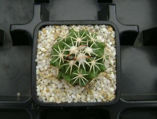 Coryphantha Tripugionacantha Own Roots Rare Cactus 07054