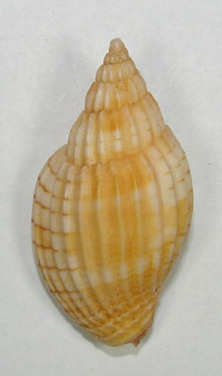 Voluta Tulearensis 49.  57mm Rare Specimen Off Nosy Be,  N.  W.  Madagascar