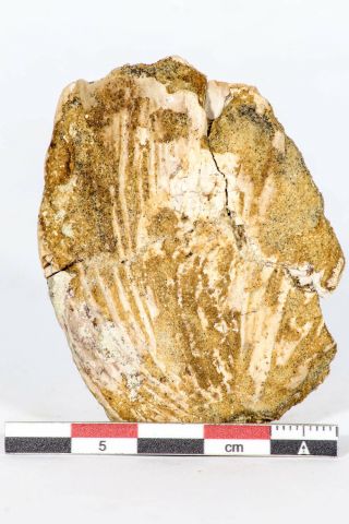 05244 - Top Rare 2.  32  Mawsonia Lavocati Cretaceous Coelacanth Skull Bone Kemkem