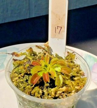 Rare Carnivorous Venus Flytrap Plant " Waldo " 17