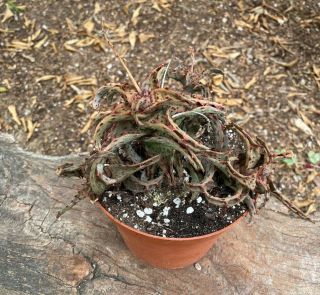 Huge Clump A,  Aloe Castilloniae 6 Heads Rare Madagascar Flowering Size