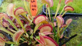 Dionaea Muscipula Bloody Shark - Carnivorous Plant Venus Flytrap Very Rare
