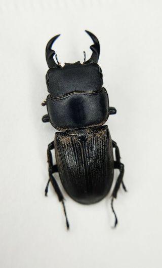 Lucanidae,  Dorcus Sp,  Tibet,  Rare,  China