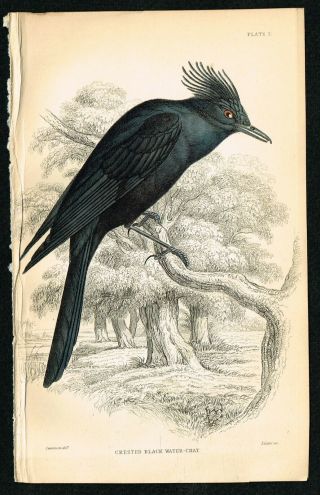 1840 Crested Black Water Chat Bird,  Tyrant Bird,  Antique Hand - Colored Print