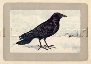 Bird Northern Raven,  Rare Antique 100 - Year - Old French Bird Print - -