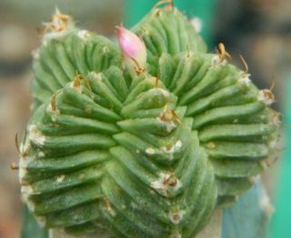 Aztekium Valdezii 10 Seeds Rare Cactus Seeds