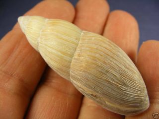 Fossils - - Rare Pleistocene Carniverous Euglandina Truncata Shell -