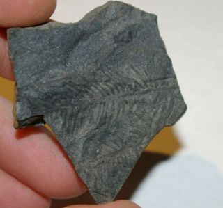 Very Rare Araucaria Leaves Fossil From Jurassic Of Siberia