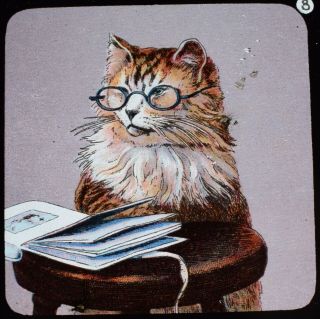 Victorian Comic Antique Magic Lantern Slide Cat Reading A Book C1890