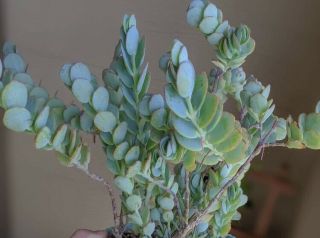 Kalanchoe - 3 Succulent Clippings Rare Blue Mariners Green Pink Silver