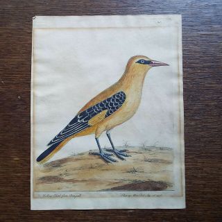 1736 Albin Hand Colored Copper Plate Engraving,  Yellow Bird From Bengall