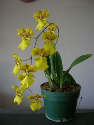 Oncidium Orchid,  Rarely Seen Flower Pattern And Color,  Blooming Size