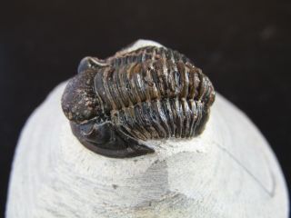 Top -,  Rare Trilobite.  Gerastos Tuberculatus Devonian.  Morocco Nºgm01