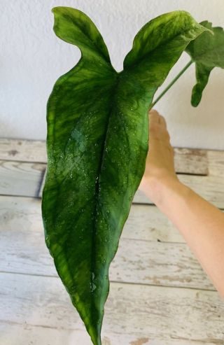 Syngonium Unk Species Lance Leaf Rare Collectors Plant Not Monstera
