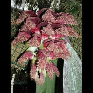 Bulbophyllum Phalaenopsis Mounted Rare Species