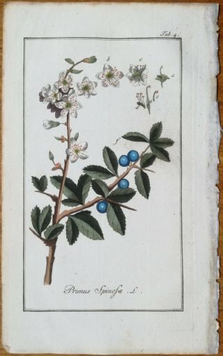 Zorn Rare Colored Print Blackthorn Prunus Spinosa - 1796