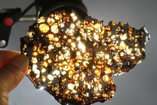 43g Rare Slices Of Kenyan Pallasite Olive Meteorite N2073