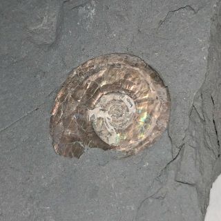 Spectacular Rare Iridescent Ammonite Psiloceras 200 Million Years Jurassic U.  K.