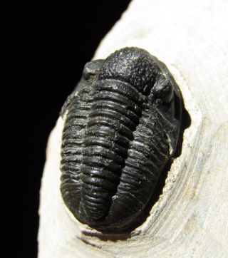 Top -,  Rare Trilobite.  Gerastos Tuberculatus Devonian.  Morocco Nºgm13