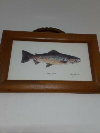 Vintage Brown Trout Print In A Frame Signed