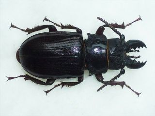 Very Rare Prioninae Cantharocnemis Pilicipennis Male Giant 49mm,  Cameroon