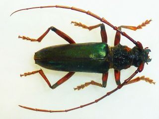 Neoplocaederus Sp Male Huge Rare Color Cerambycidae Cameroon