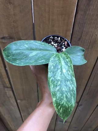 Variegated Philodendron Imbe Top Cutting,  Rare Aroid