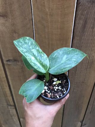 Variegated Philodendron imbe top cutting,  Rare Aroid 2