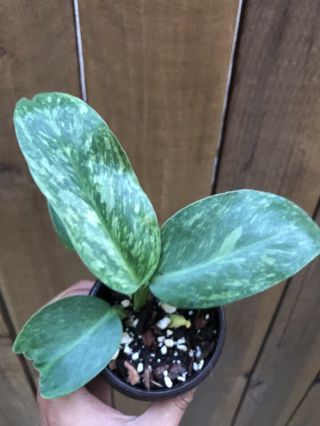 Variegated Philodendron imbe top cutting,  Rare Aroid 3