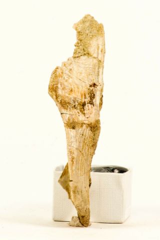 J125 - Top Rare 5.  31  Mawsonia Lavocati Cretaceous Coelacanth Skull Bone Kemkem