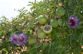Passiflora cincinnata ' Sertao Forte ' Passion Fruit RARE Live Plant DELICIOUS 2
