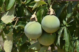 Passiflora cincinnata ' Sertao Forte ' Passion Fruit RARE Live Plant DELICIOUS 3