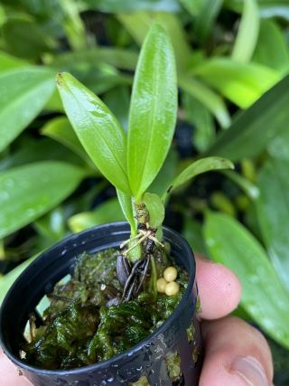 Bulbophyllum Maxillare True Species Rare Miniature Orchid Species