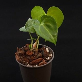 Anthurium Clarinervium Matuda (rare)