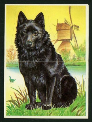 Rare Schipperke Dog Card Sticker Card Spain 1995