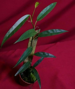 Philodendron Chinchamayense Aff Rare Aroid Monstera Anthurium