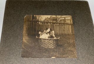 Rare Antique American Cute Pet Dog In Basket Mounted Animal Cabinet Photo Us