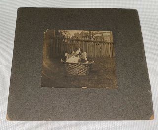 Rare Antique American Cute Pet Dog in Basket Mounted Animal Cabinet Photo US 2