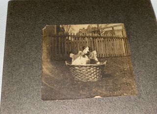 Rare Antique American Cute Pet Dog in Basket Mounted Animal Cabinet Photo US 3