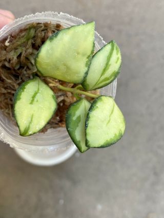 Rare Hoya Heuschkeliana Variegata,  Rooted Plant With Growth/ Root In Moss