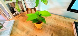 Neon Pothos Tropical House Plant 5 Rooted Cuttings Rare In Sphagnum Moss